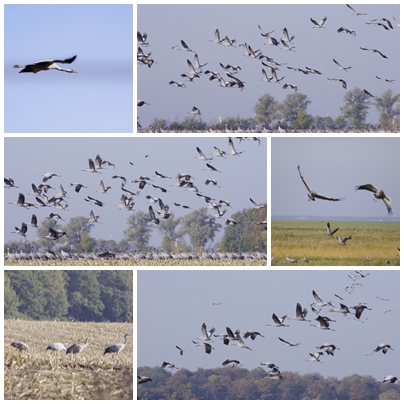 Kranichefotos