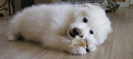 Hunde Elo Samweis Animation