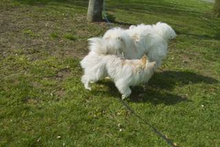 Hunde Elo Treffen mit Murphy und Wuotan