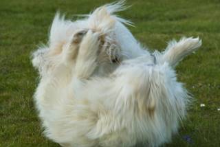 Hunde Elo Blutsbrüder