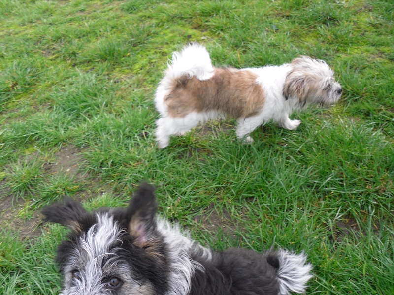 Welpenstunden Quirino und Pebbles