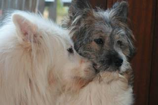 Hunde Elo Rosely und Samweis