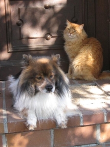 Katze und Hund