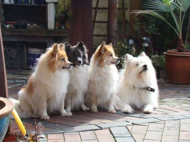 Bessy, Dinari, Fienchenund Wuotan