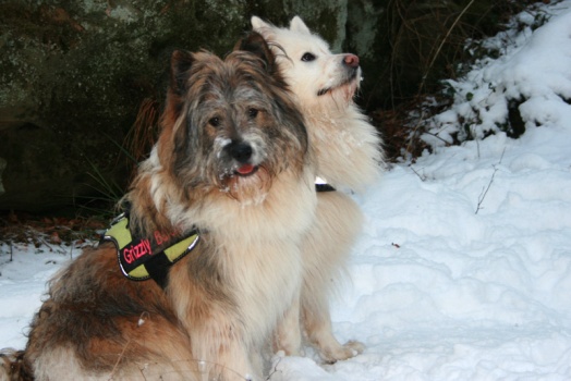 Hunde Elo Rosely und Samweis