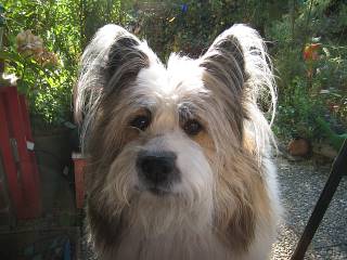 Elo Sammy Portrait Sammy