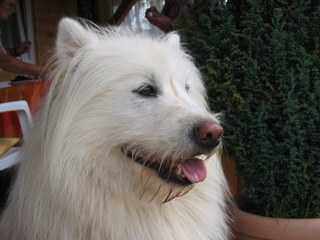 Hund und Katz Samweis