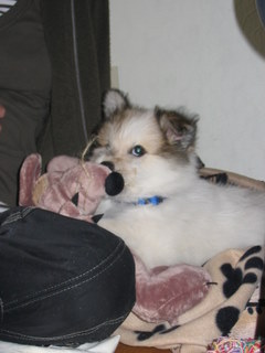 Wuotan Wuotan als Welpe