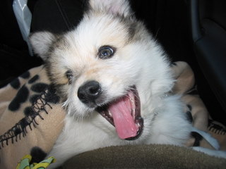 Wuotan Wuotan als Welpe