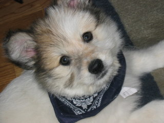 Hund elo Wuotan Wuotan als Welpe mit Tuch