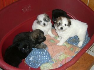 Welpen Wuotan mit geschwistern