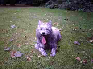 Hund elo schmutziger WUotan