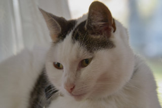 Unsere Katze Die Katze Cita