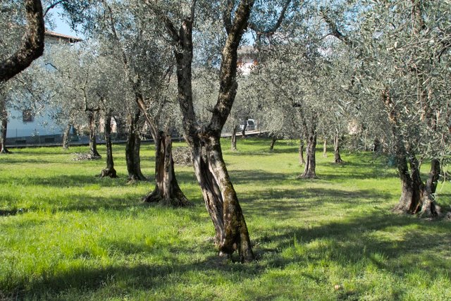 Olivenhain am Gardasee