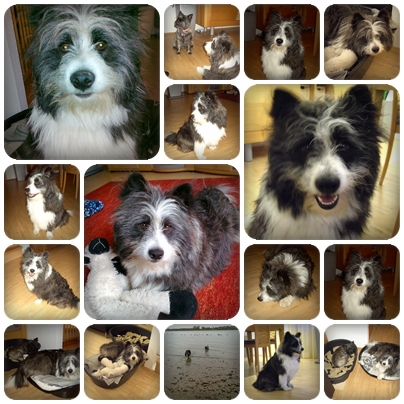 Hund Elo Balto, ein kleiner rauhaar Elo