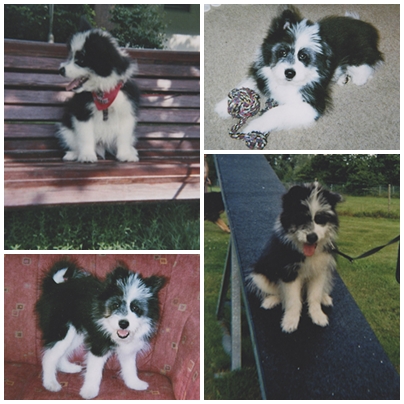 Hund Elo Elo Dairy als Junghund