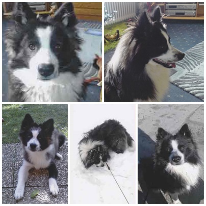 Hund Elo glatthaariger Kleinelo Timmy