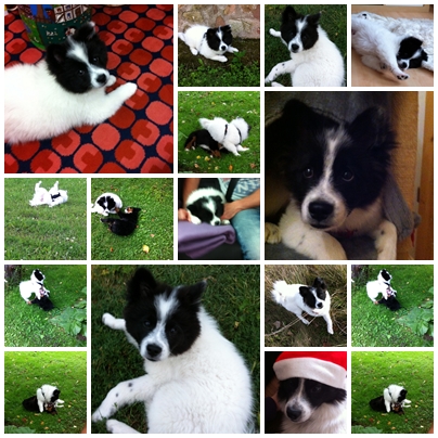 Hund Elo Danos Kleinelo