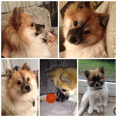 Hund Elo Leo da Vinci