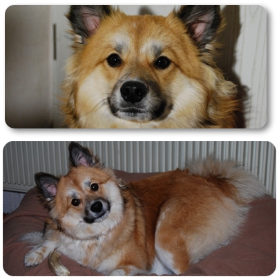 Hund Elo Elohündin Ronja