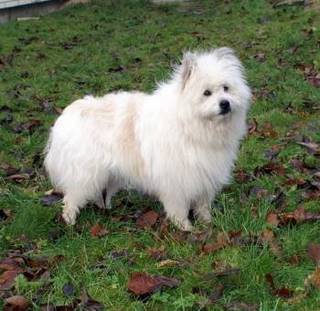 Rüde Ywo von der kleinen Oase