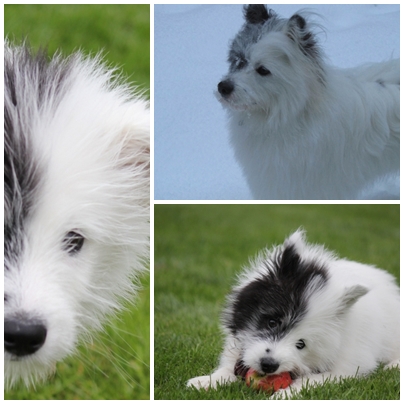 Hunde Elo Zizou, ein kleiner rauhaariger Elo