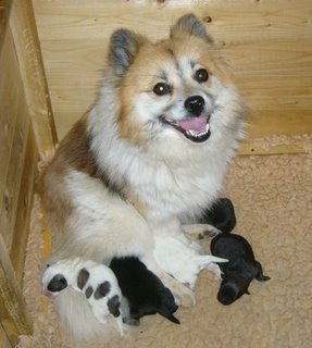 Hündin Amara von der kleinen Oase