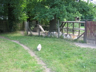 Zuchtstätte kleine Oase Elo-Ranch