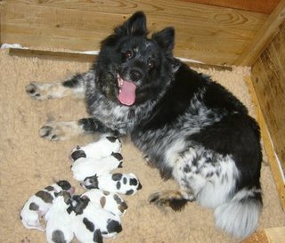 Elo Hündin Ravenna, Mutter von Wuotan